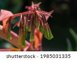 Blooming Beschorneria Yuccoides ...