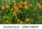 Small photo of Anagallis arvensis (syn. Lysimachia arvensis), commonly known as scarlet pimpernel, red chickweed or poor man's barometer. Small red flowers in Arboretum Park Southern Cultures in Sirius (Adler) Sochi