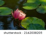 Small photo of Big amazing bright pink-yellow water lily or lotus flower Perry's Orange Sunset in garden pond. Water lily with water drops, reflected in water. Flower landscape for nature wallpaper