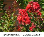 Small photo of Lagerstroemia indica in blossom. Beautiful bright red flowers with red berries on Сrape myrtle tree on green background. Selective focus. Lyric motif for design.