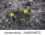 Small photo of Bright yellow flowers with a few moss like leaves on a dry dark clayish ground