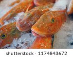 Red Gurnard Fish ...