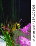 Small photo of View of a seahorse (hippocampus) under water