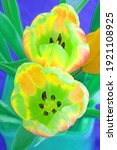 Small photo of Fresh tulip flowers in blue, purple and green color transposition