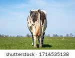 Grazing cow from behind, stroll towards the horizon, empty udder, in a field under a blue sky with clouds.