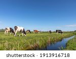 Group of cows grazing in a green in a pasture bordered by a ditch, a panoramic wide view