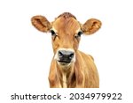 Cow Isolated On White Jersey ...