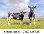 Small photo of 2 Cows heifer black and white, standing front and side view, in the Netherlands, friesian holstein and a blue sky, horizon over land