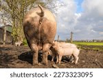 Rear end pig, big ass and happy piglet drinking from mother pig's teat, mouth and snout suckling, tail up outside in the mud on a sunny day