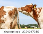 Small photo of Cow on heat, in season and fecund, smelling on the back of red and white fertile cow, close up sniffing the tail