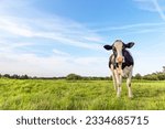 Small photo of Black pied cow, friesian holstein, in the Netherlands, standing on green grass in a meadow, pasture, at the background a blue sky.