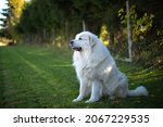 The Pyrenean Mountain Dog Is A...