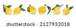 juicy lemon. fresh citrus fruit ... | Shutterstock .eps vector #2127932018