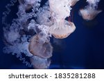 South American sea nettle (Chrysaora plocamia) is a species of jellyfish from the family Pelagiidae