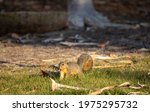 A Fox Squirrel Foraging In The...