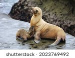Sea Lion Mother With Molting...