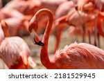 A Bright Colored Flamingo With...