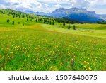 Alpine meadow with wild flowers in the Italian Dolomites. Italian Alps, Alto Adige.