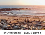 Two Elephant Seals Fighting And ...