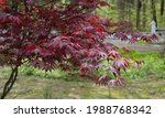 Solitary Red Maple Tree In The...