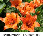 Brightly Orange Lily Flowers....