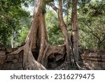Small photo of Giant mangled roots of a banyan tree, or walking ficus, in a Southeast Asian jungle.