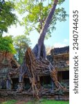 Small photo of Nature's dominance: Monstrous ficus tree roots conquer the ancient Khmer Empire ruins in Cambodia's autumn landscape.