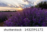 Intense Purple Lavender Field ...