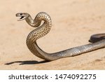 Eastern Brown Snake In Striking ...