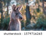 A Closeup Of  Kangaroo With An...