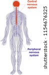 Nervous System Free Stock Photo - Public Domain Pictures