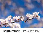 Selective focus of beautiful branches of white Cherry blossoms on the tree under blue sky, Beautiful Sakura flowers during spring season in the park, Floral pattern texture, Nature background.