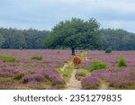 Small photo of Highland cattle on calluna vulgaris flowers field and big tree, Heath, ling or simply heather, The sole species in the genus Calluna in the family of Ericaceae, Bussumerheide, Hilversum, Netherlands.