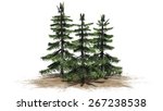 Alaska Cedar Tree Cluster  ...