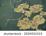 Small photo of In the lotus pond in autumn, the withered lotus leaves and the petals falling from the late blooming lotus deduce the process of life.