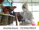 Bird flu, Veterinarians vaccinate against diseases in poultry such as farm chickens, H5N1 H5N6 Avian Influenza (HPAI), which causes severe symptoms and rapid death of infected poultry.
