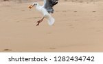 Small photo of A close up view of a white and grey seagull that has picked up a piece of food in its mouth off the sand at the beach and is flying away