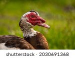 Portrait Of A Muscovy Duck...