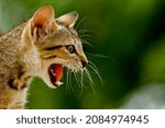 Small photo of Aggressive, angry cat. The domestic cat is angry and growls.