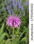 Small photo of Monarda is twofold, with beautiful lilac flowers and useful properties.