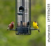 House Finch and Male Goldfinch Sharing a meal on a backyard feeder