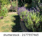 Hidcote Lavender In Full Bloom
