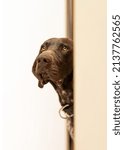 Small photo of German Shorthaired Pointer. Brown and white pattern. GSP.