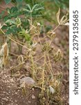 Small photo of The completion dead of cassava plant coursed by the effects of paraquat which is former spayed on it.