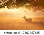 Red Deer hind at sunrise, UK.