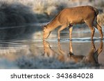 Red deer hind in a stream of water