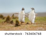 Two young gentoo penguin chicks ...