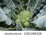 Broccoli on the garden. Growing Broccoli in Your Vegetable Garden. Nature food. Large flowering head.