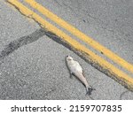 Fish Found On Road Dead Lake...