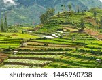Potato fields at the Dieng plateau, Central Java